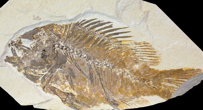 Bargain, Fossil Fish (Priscacara) - Green River Formation #119504